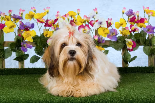 Cachorro Lhasa Apso deitado com fundo florido