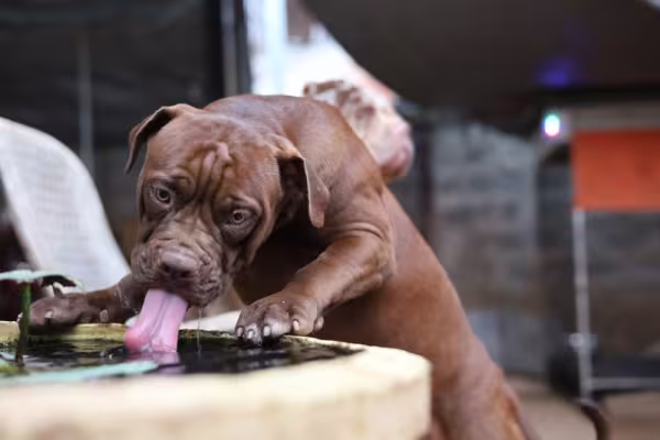 American Bandogge lambendo