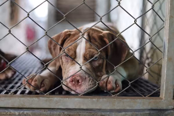 American Bandogge atrás de grades