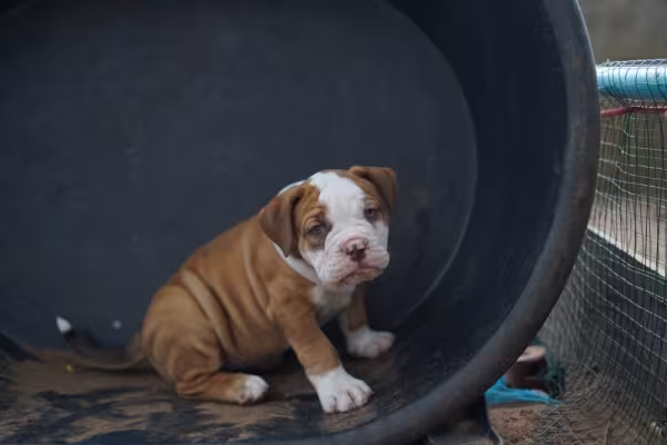 American Bandogge filhote sentado