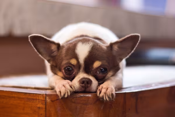 Chihuahua tristonho deitado