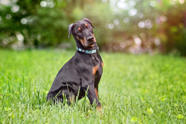 Doberman sentado na grama