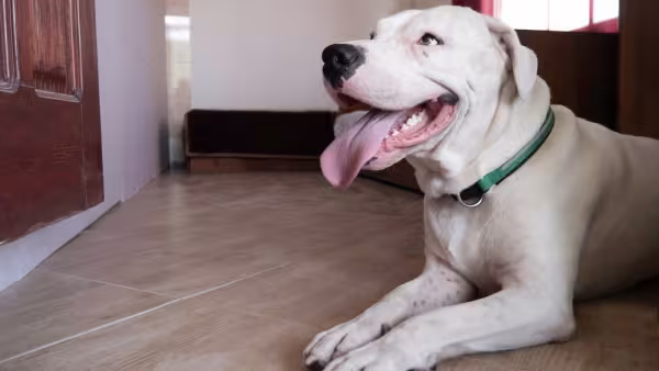 Dogo Argentino em casa com língua de fora