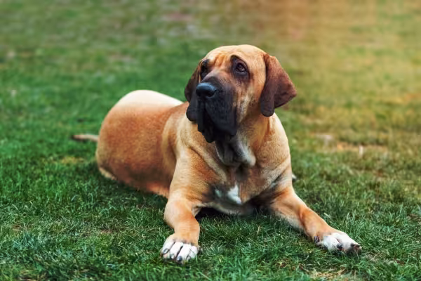Fila Brasileiro deitado na grama