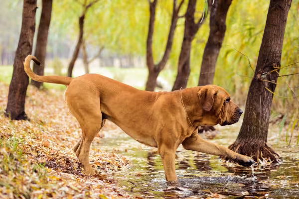 Fila Brasileiro andando no parque