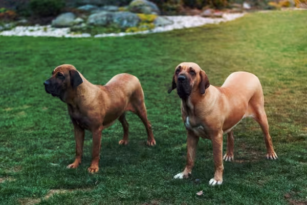 Dois Fila Brasileiro lado a lado