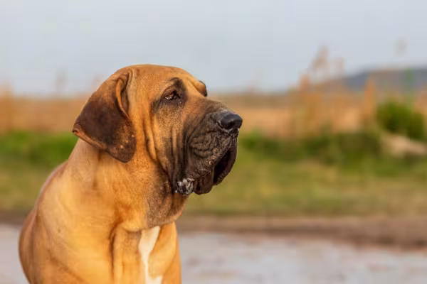Fila Brasileiro olhando para o horizonte