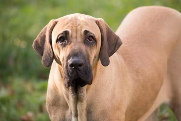 Fila Brasileiro olhando para frente