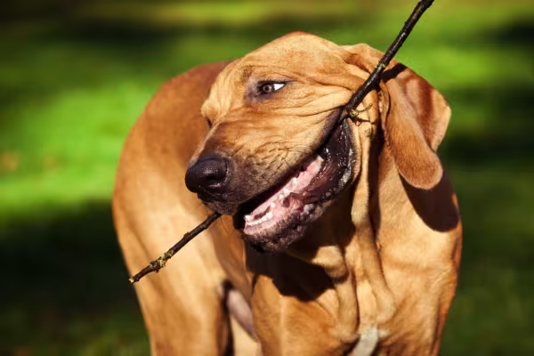Fila Brasileiro mordendo graveto