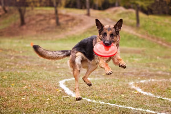 Pastor Alemão segurando frisbee com a boca