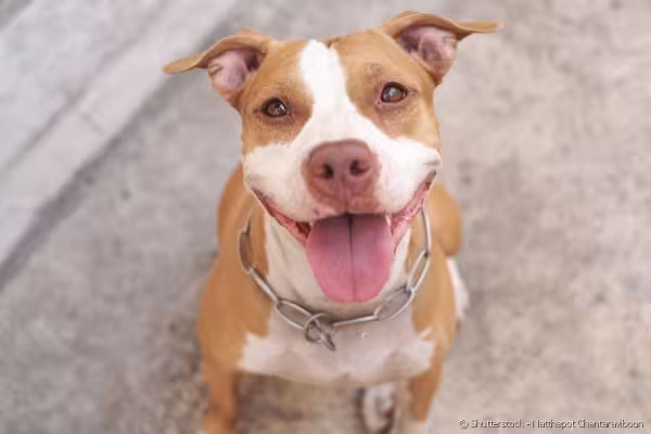 Cachorro Pitbull com língua de fora