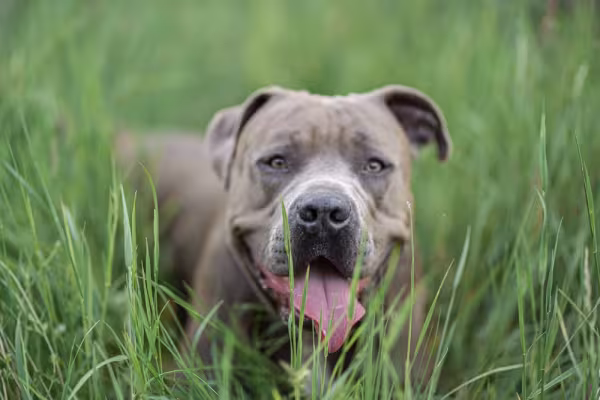 Pitbull escondido atrás da grama