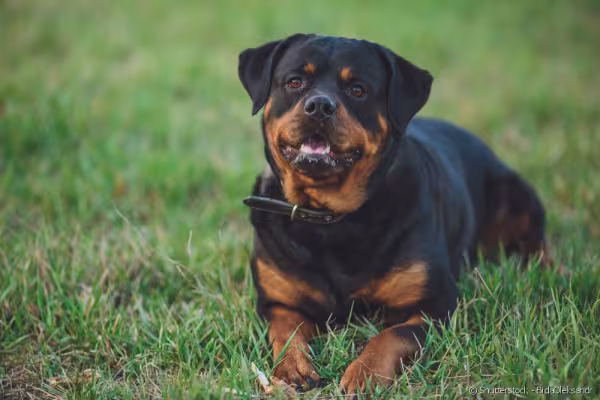 Rottweiler deitado na grama