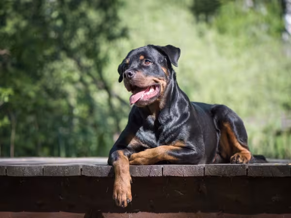 Rottweiler deitado pegando sol