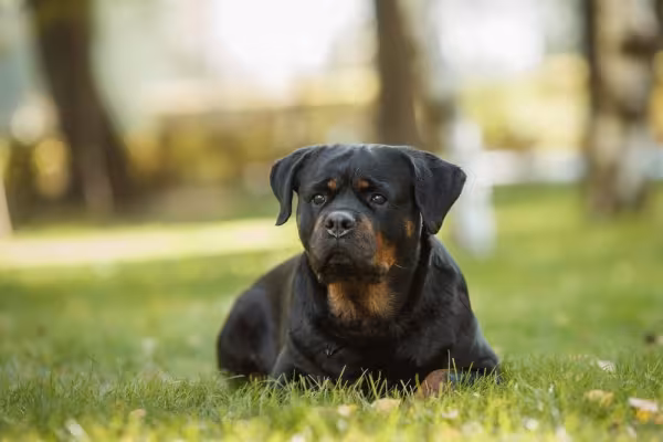 Rottweiler deitado na grama