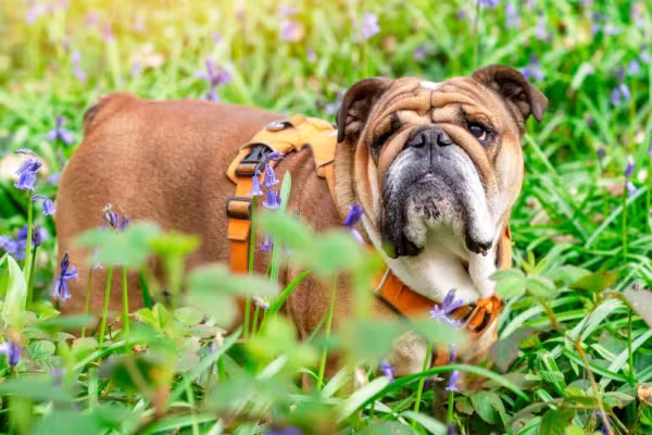 Bulldog Inglês no meio do mato