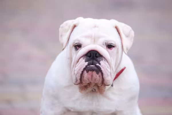 Bulldog Inglês com cara de rabugento