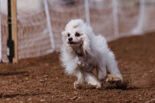 Cão de Crista Chinês correndo
