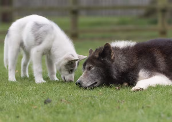 Esquimó Canadense interagindo com outro cãozinho