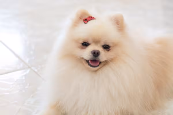 Lulu da Pomerânia com lacinho na cabeça