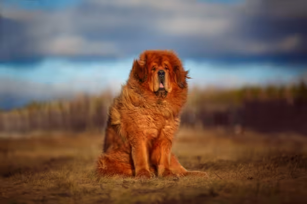 Mastim Tibetano sentado em gramado