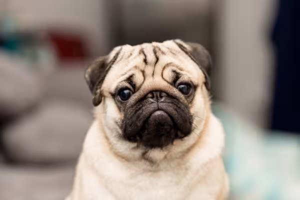 Pug com cara triste
