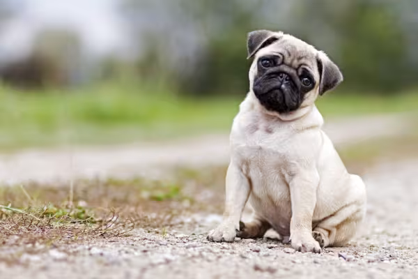 Pug sentado ao ar livre