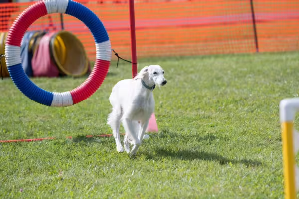 Saluki fazendo circuito