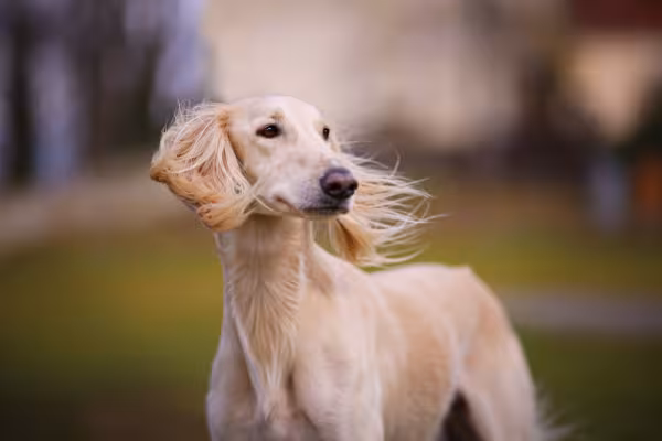 Saluki ao ar livre