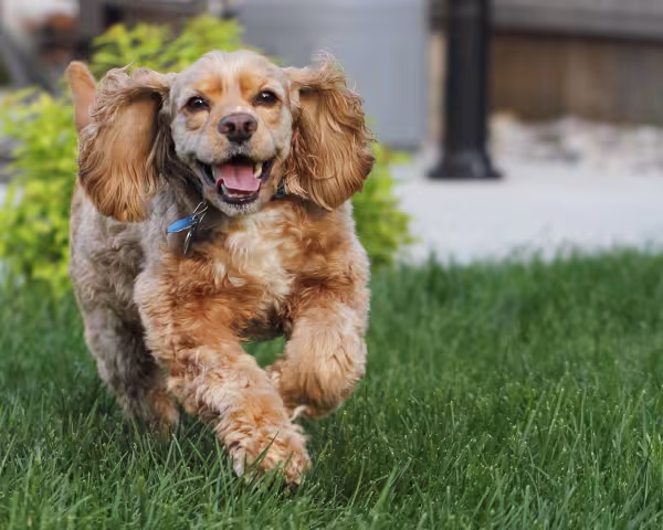 Cocker Spaniel filhote correndo feliz
