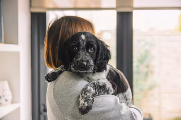 Cocker Spaniel no colo da dona