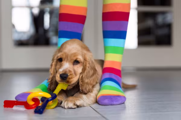 Cocker Spaniel filhote nos pés da dona