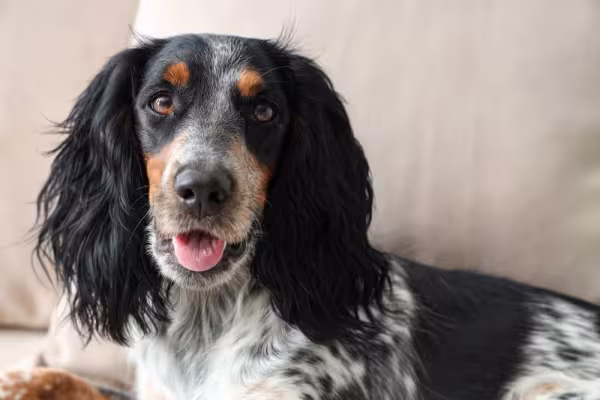 Cocker Spaniel com língua de fora