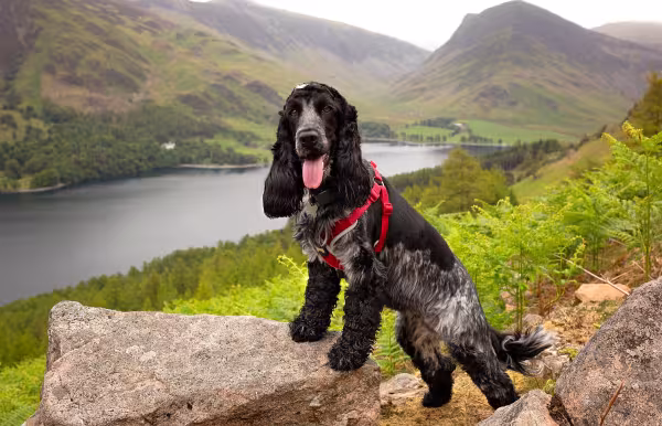 Cocker Spaniel preto com a língua de fora