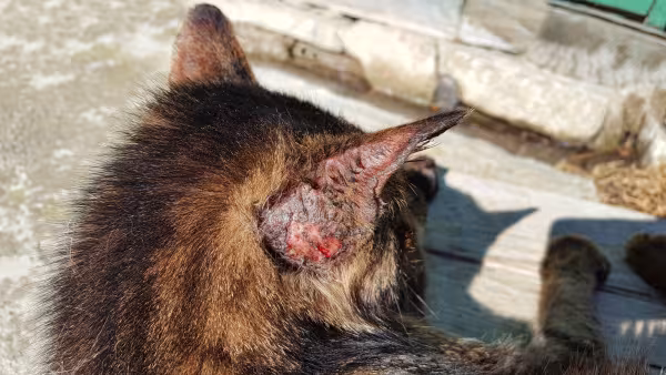 Gato com esporotricose