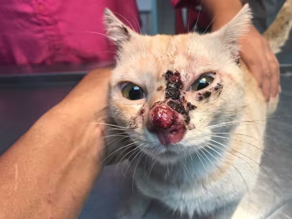 Gato com esporotricose
