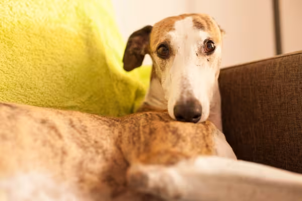 Cachorro Galgo deitado no sofá