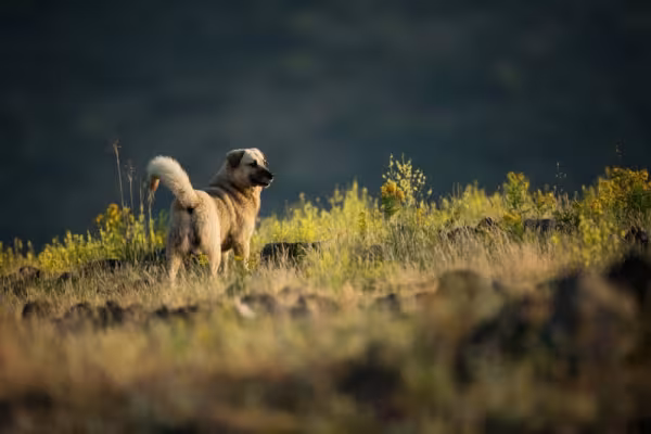 Kangal em dia ensolarado