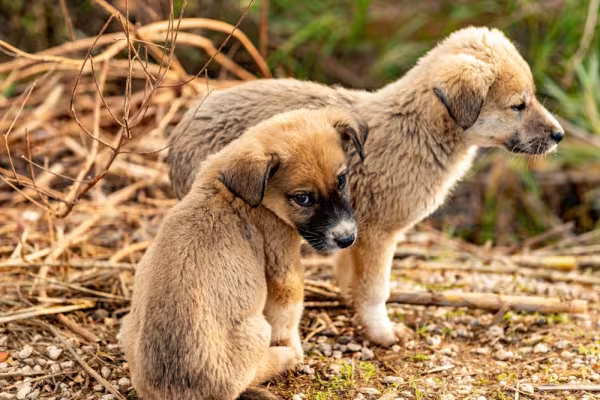 Dois filhotes de Kangal interagindo