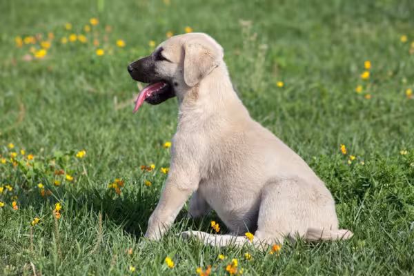 Kangal filhote sentado ao ar livre