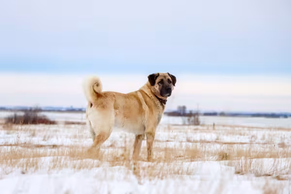Kangal andando pela praia