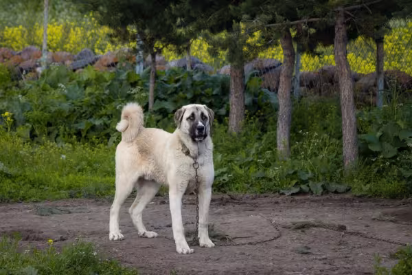 Kangal Turco ao ar livre