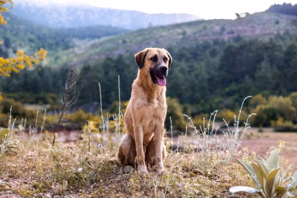 Cachorro Kangal em cima de montanha