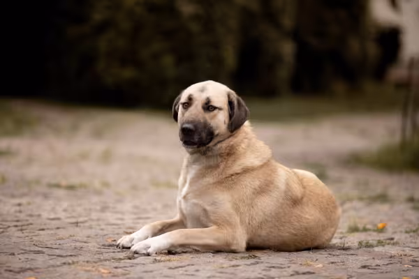 Kangal Turco deitado no chão