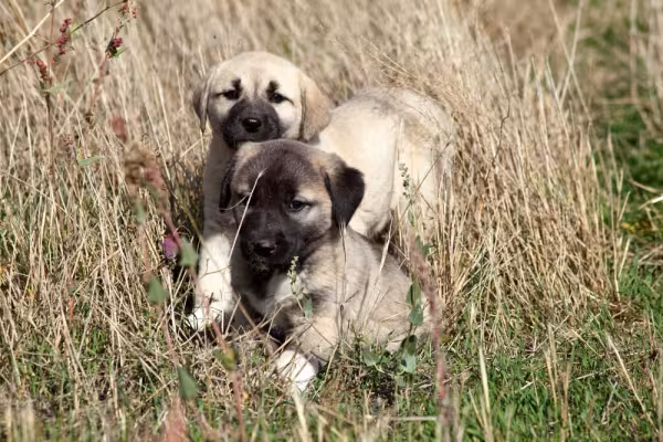 Kangal filhotes perto
