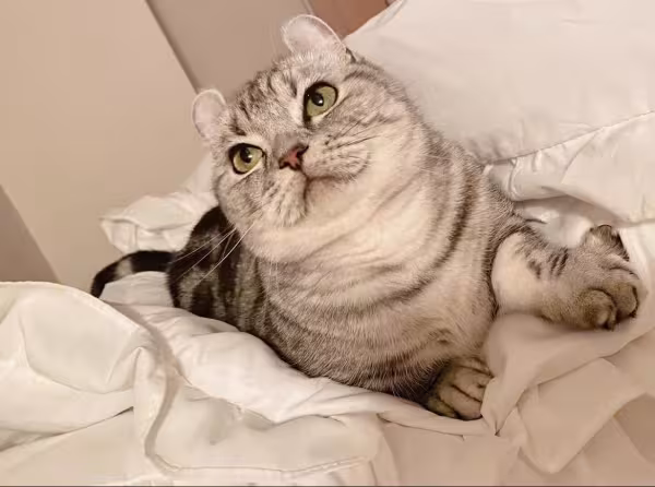 Kinkalow deitado na cama