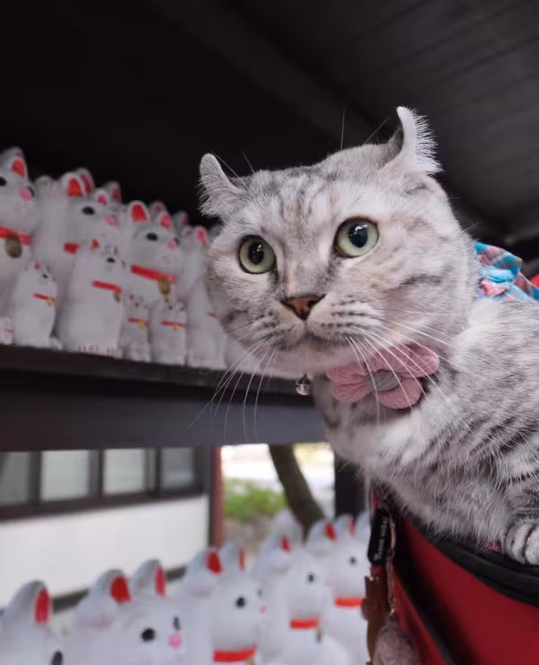 Kinkalow com várias estatuetas de gatinhos atrás