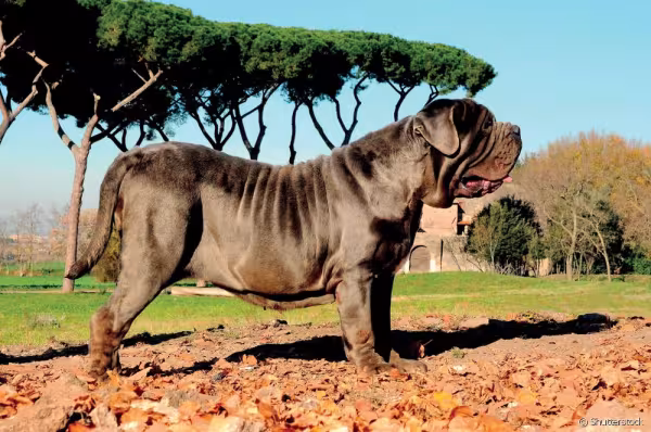 Cachorro Mastim Napolitano visto de lado