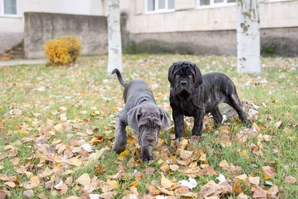 Dois Mastim Napolitano filhotes brincando