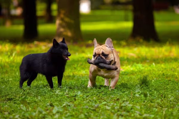 Schipperke e Bulldog Francês no parque